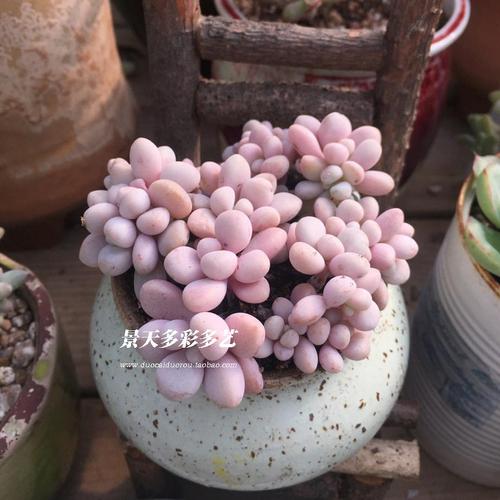 艾伦群生多头多肉植物进口景天有根有状态果冻色实图拍摄一物一拍