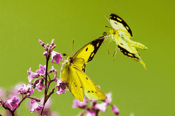 640_423gif 动态图 动图