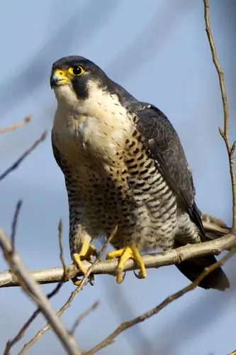 把新拍的鹰隼牵出来溜溜!