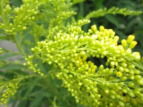 出售东北黄英花卉哪里有黄英东北黄英供应黄英基地黄英现在的价格