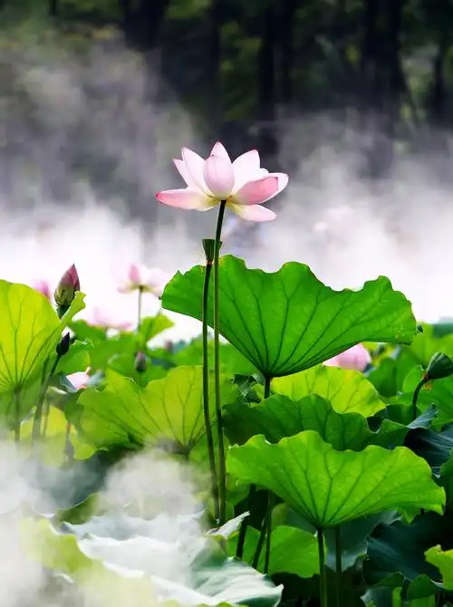 荷花仙境 - 美篇