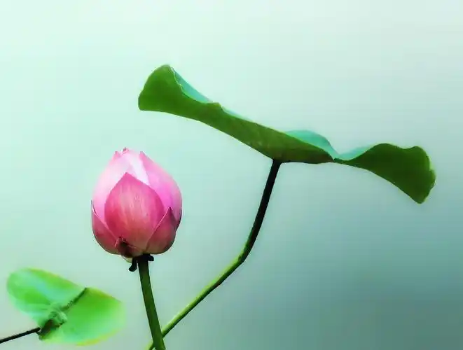 《晨光下的荷花》