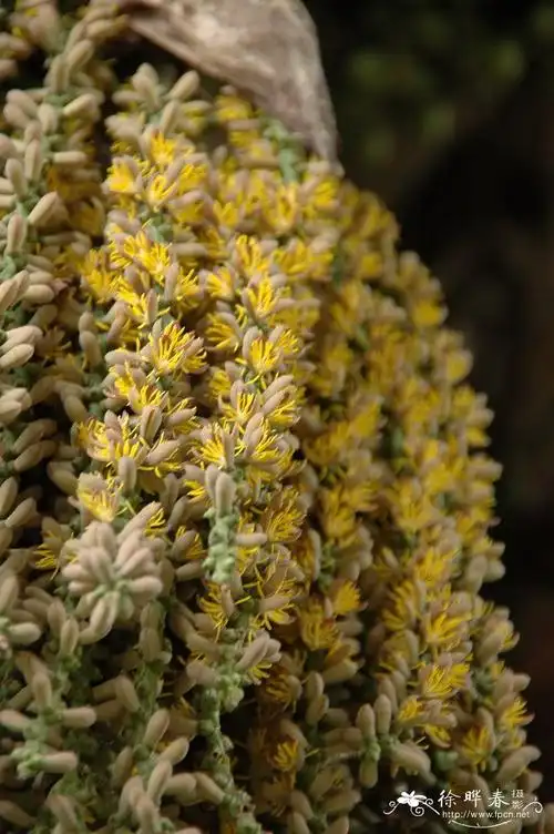 this species is widely planted as an ornamental.