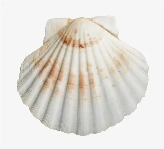 扇形贝壳装饰贝壳