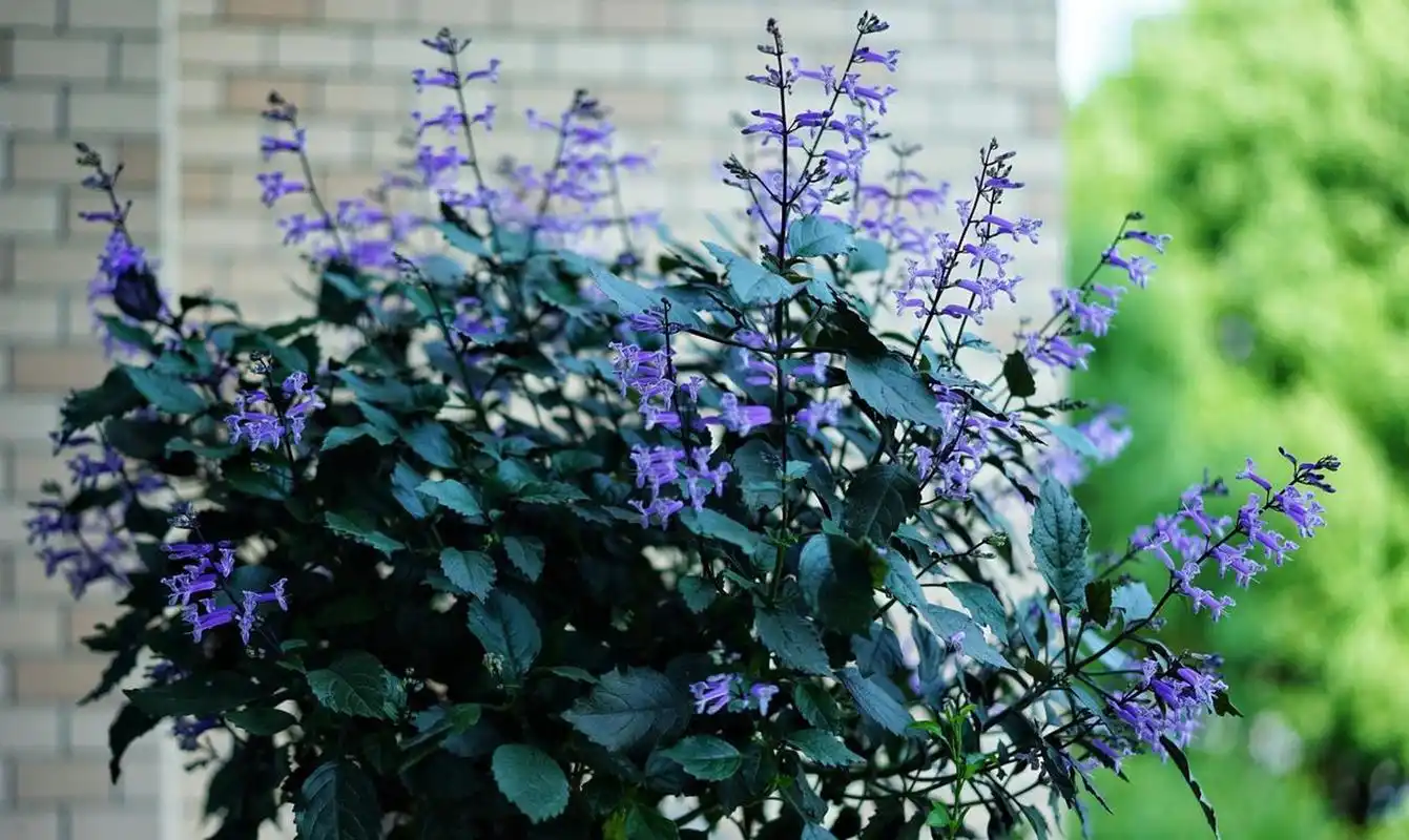 阳台盆栽"新宠儿"——艾氏香茶菜,别名特丽莎薰衣草,莫娜薰衣草等