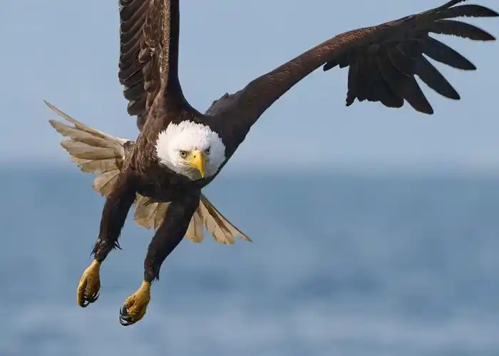 回顾北方空中霸主非常怕热经常低空快速飞行长矛猎鹰有什么特别