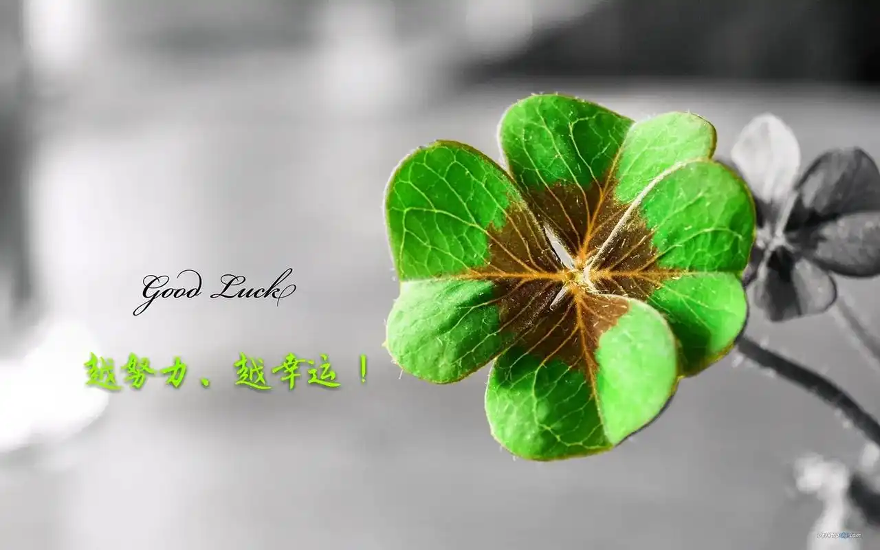 四叶草92也叫幸运草,花语是幸福.四片叶子分别代表希望,信心 - 抖音