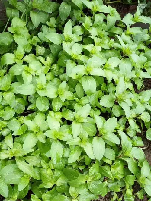 紫苏薄荷蘸妈妈做的剁辣椒酱超好吃独特的令人回味无