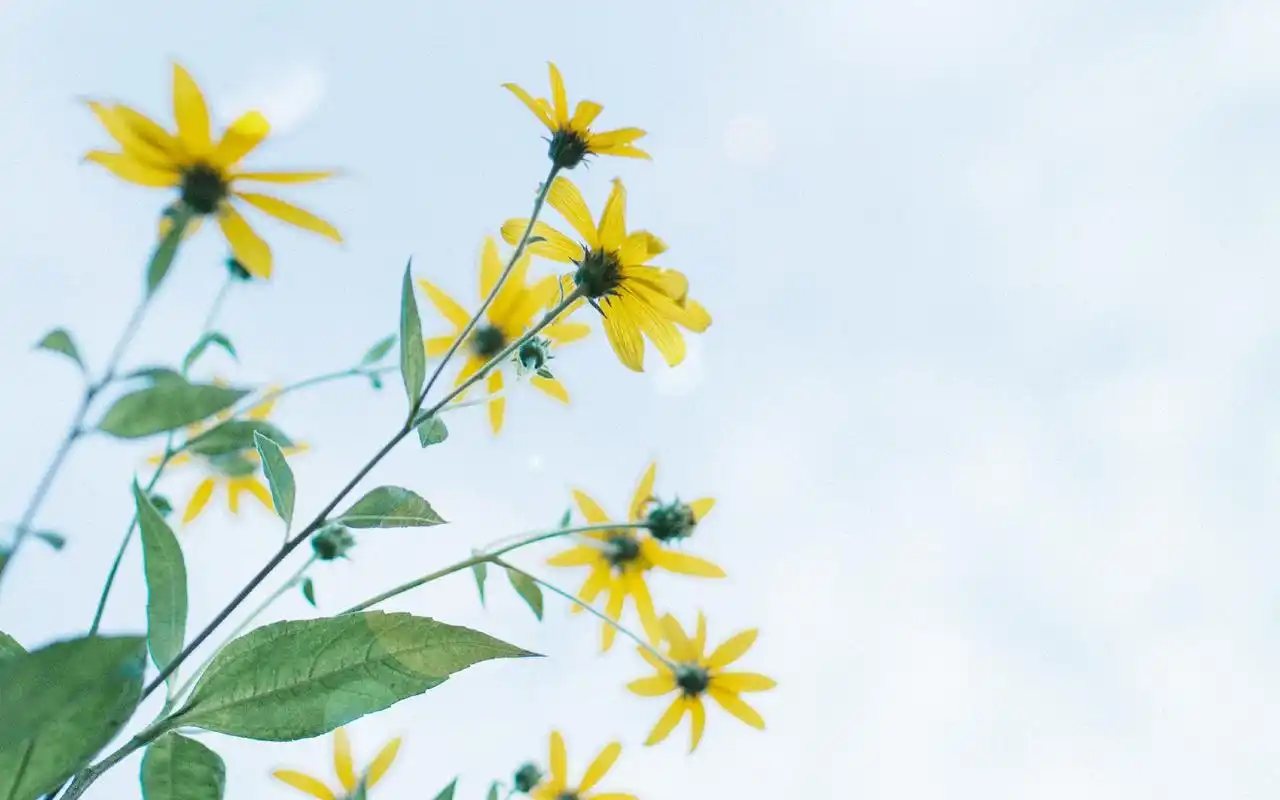 首页 桌面壁纸 植物壁纸 小清新绿色花卉植物高清唯美图片壁纸