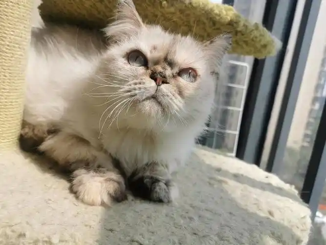 坐标杭州临平,长毛加菲串串找领养