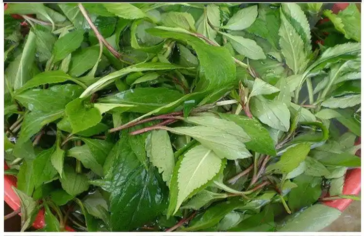 大别山苦菜干100克