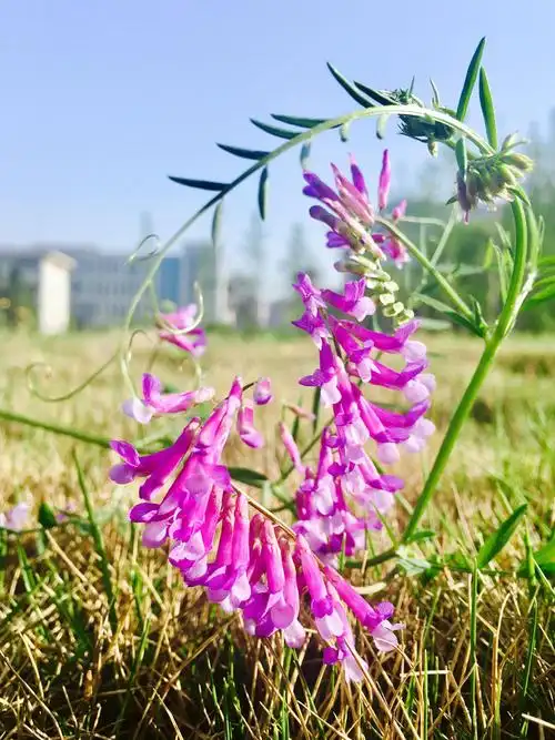 花卉摄影·广布野豌豆花