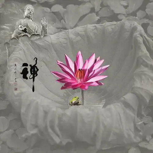 六月荷···花开见佛