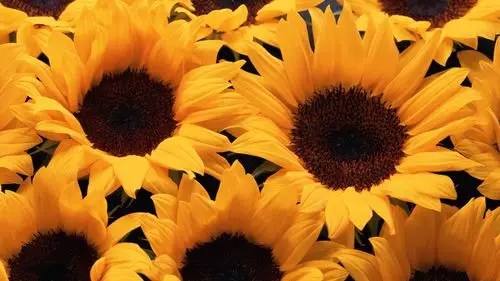 美丽的鲜花与露水 高清壁纸6 - 1920x1080