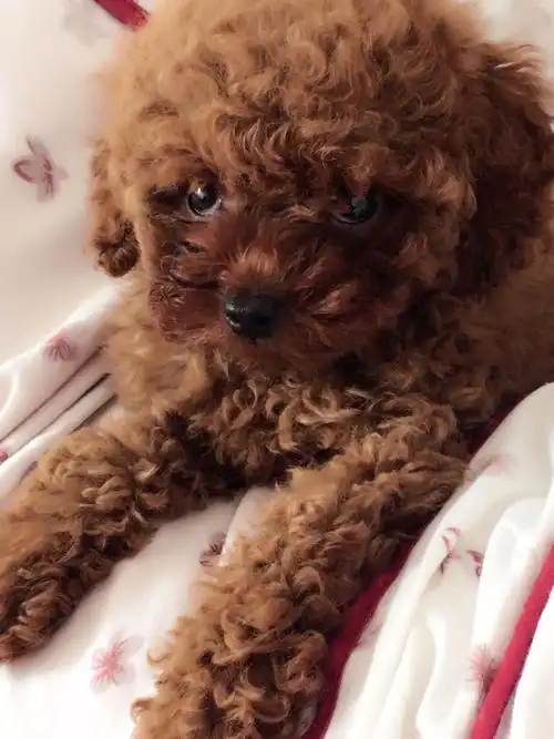 这是大体型泰迪还是小的