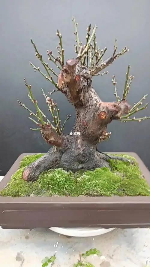 矮霸老桩原生骨里红红梅盆景