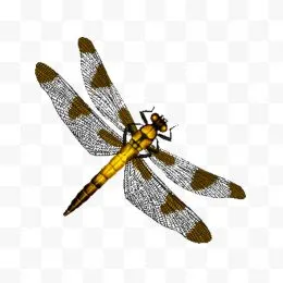 好看的蜻蜓图片免费下载-好看的蜻蜓素材-好看的蜻蜓png素材-好看的