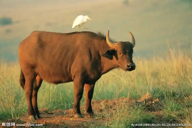 jpg颜色:rgb40共享分×关 键 词:唯美 可爱 动物 水牛 野生动物  摄影