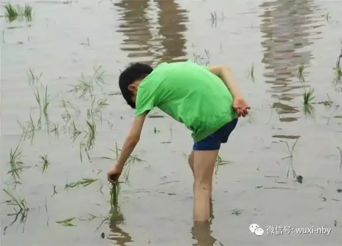 春种一粒粟秋收万颗子农博园插秧活动火热报名中