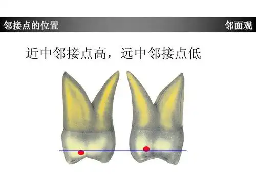 (共45页,当前第31页) 你可能喜欢 牙体解剖 传质分离过程 上颌中切牙