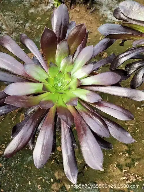 447多肉法师植物大棚限时批发 墨法师小桩 状态实拍裸根发特价出