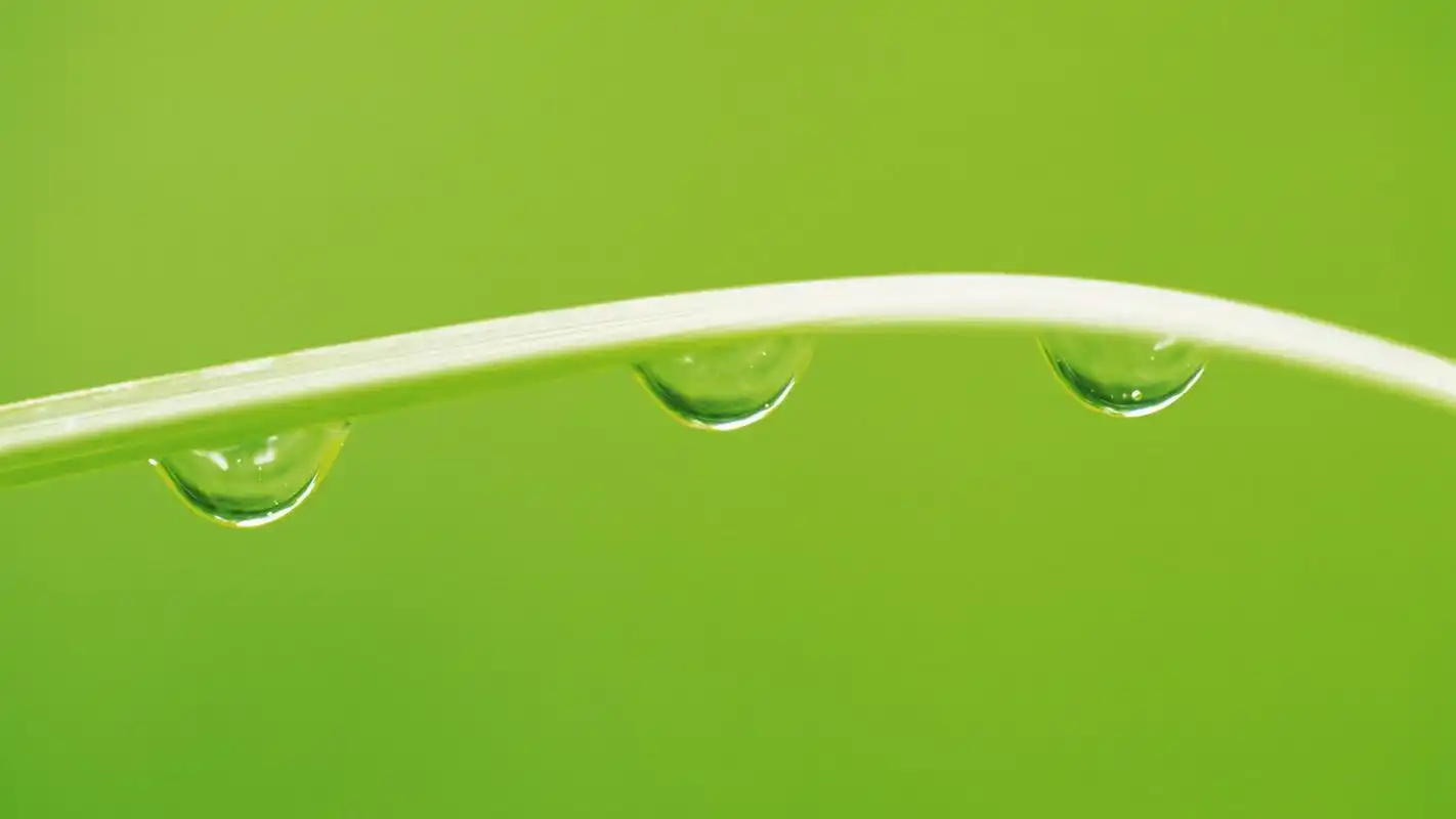 小清新绿色养眼植物桌面壁纸