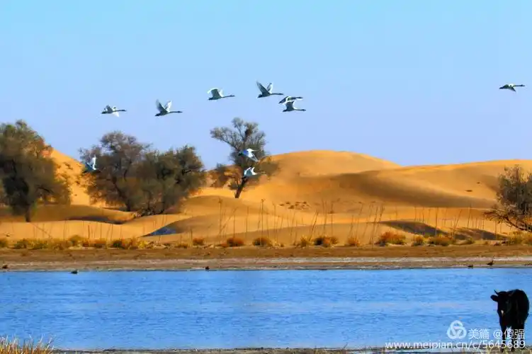 沙漠淖尔～天鹅湖