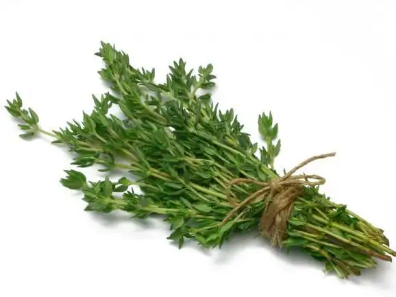 百里香 麝香草 thyme