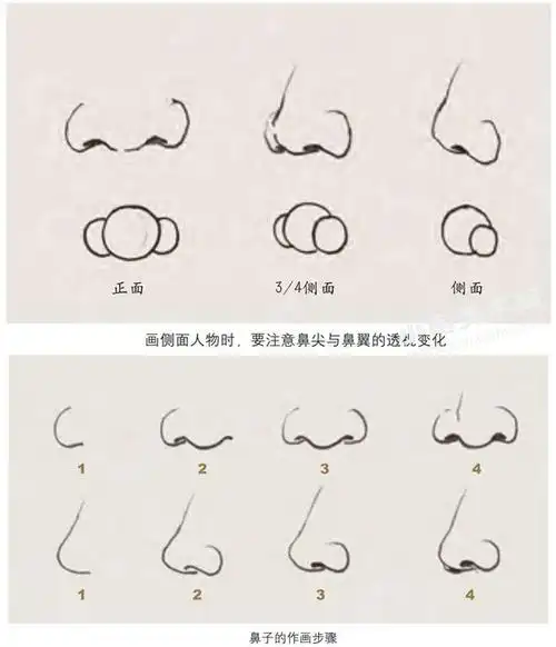 鼻子的速写作画步骤