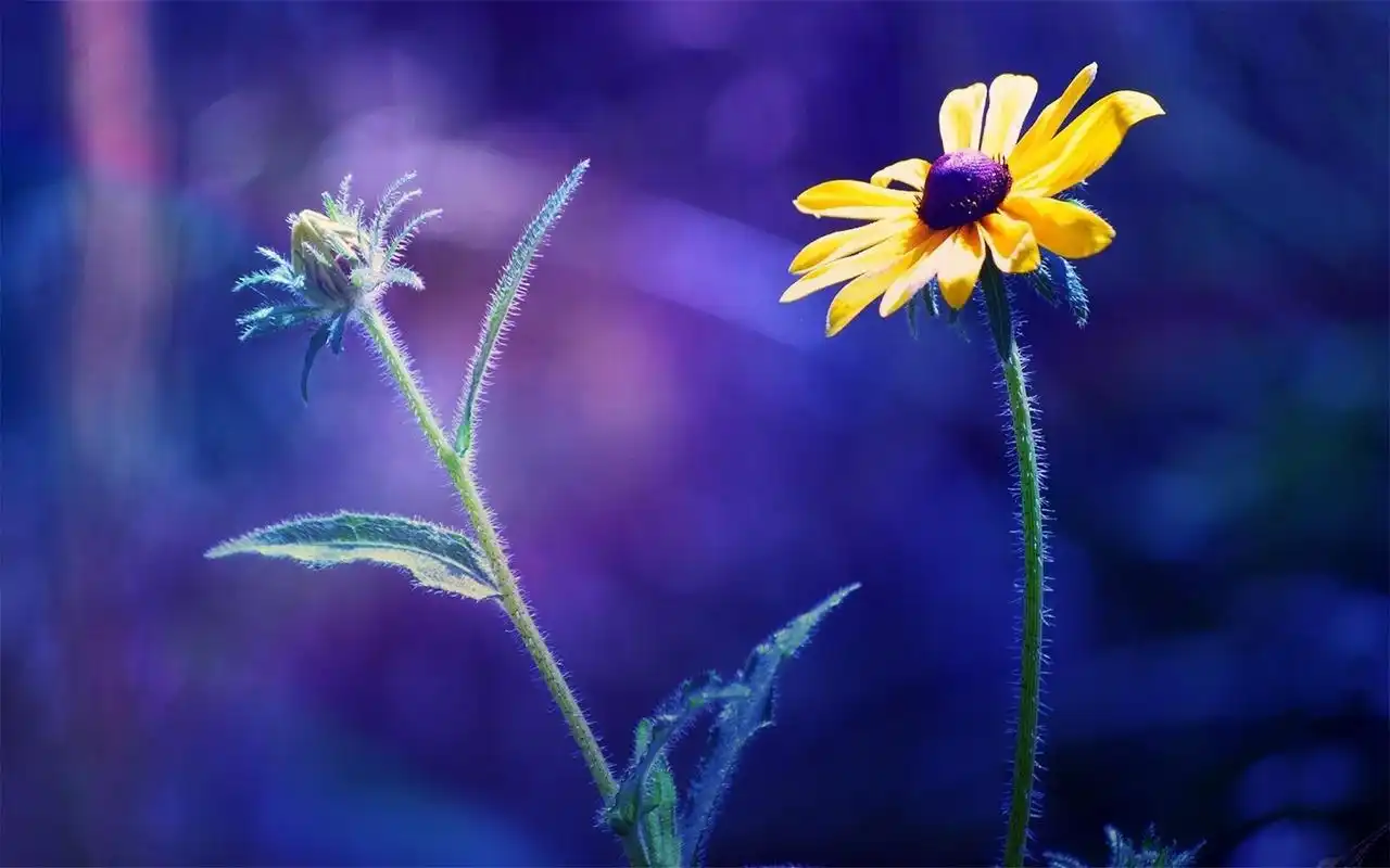 简介 小清新植物花卉高清桌面壁纸图片大全,非常养眼的绿色护眼植物