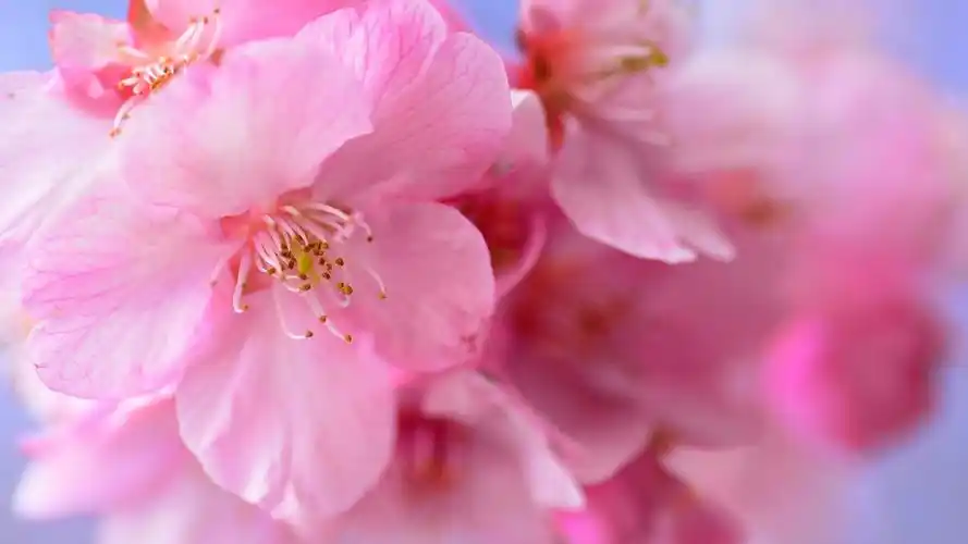 清新唯美桃花粉色花瓣高清桌面壁纸