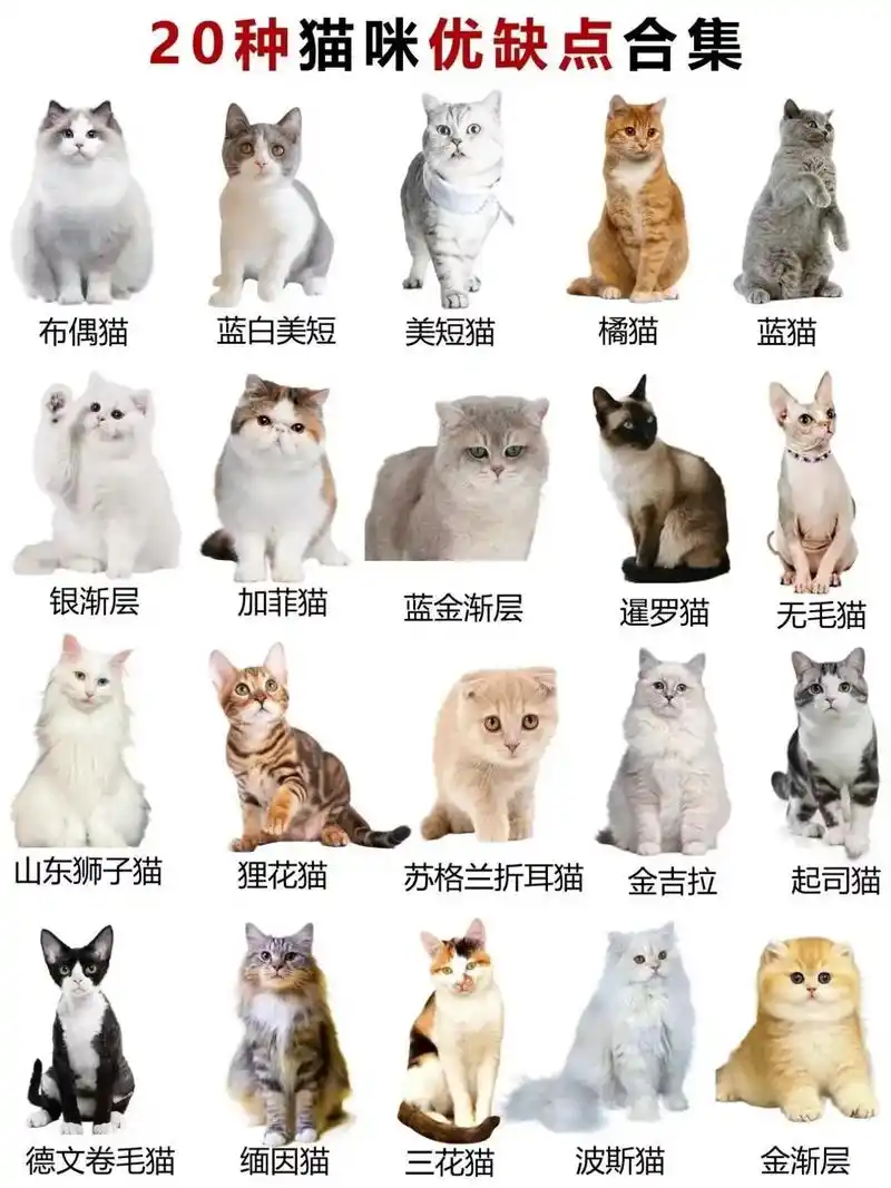 20种猫咪优缺点合集.20种常见猫咪的优缺点,快来看看你最 - 抖音