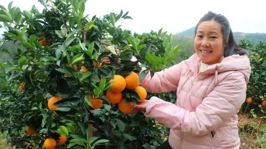 又到了每年橙子丰收的季节,阿红在橙园里采摘