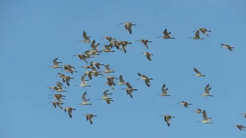 七月天丨鸟儿满天飞