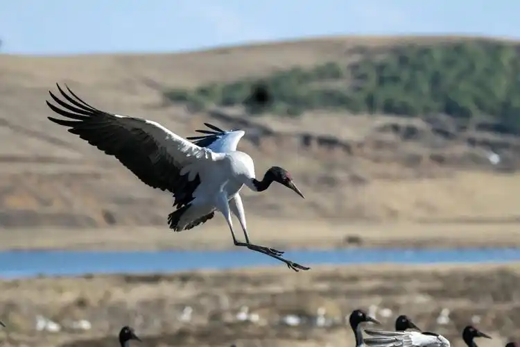 黑颈鹤拍摄之旅(下篇):大山包湿地公园