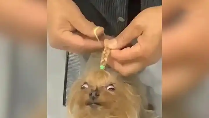 姥姥给狗狗编辫子扎太紧被拽出表情包 狗主人一旁乐翻了