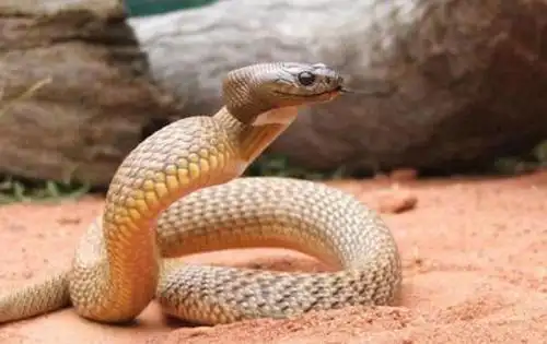 全球十种最恐怖的蛇排行全世界最毒的十大毒蛇