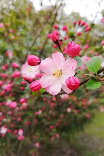 海棠又到盛花期