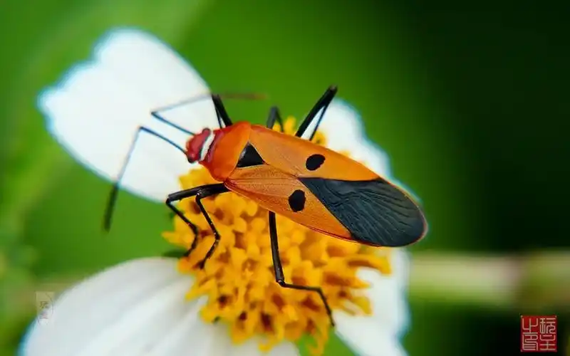 近得(7)--人面蝽