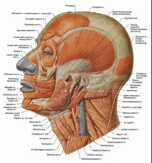 人类的面部肌肉群 图源:pinterest