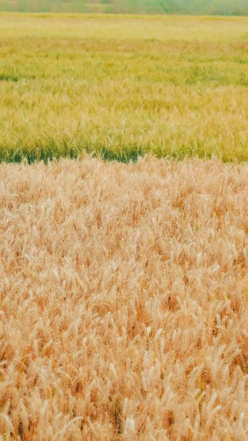 那一定是金黄色的麦穗金黄色的麦秆 金黄色的麦田#金色麦田 #感受大