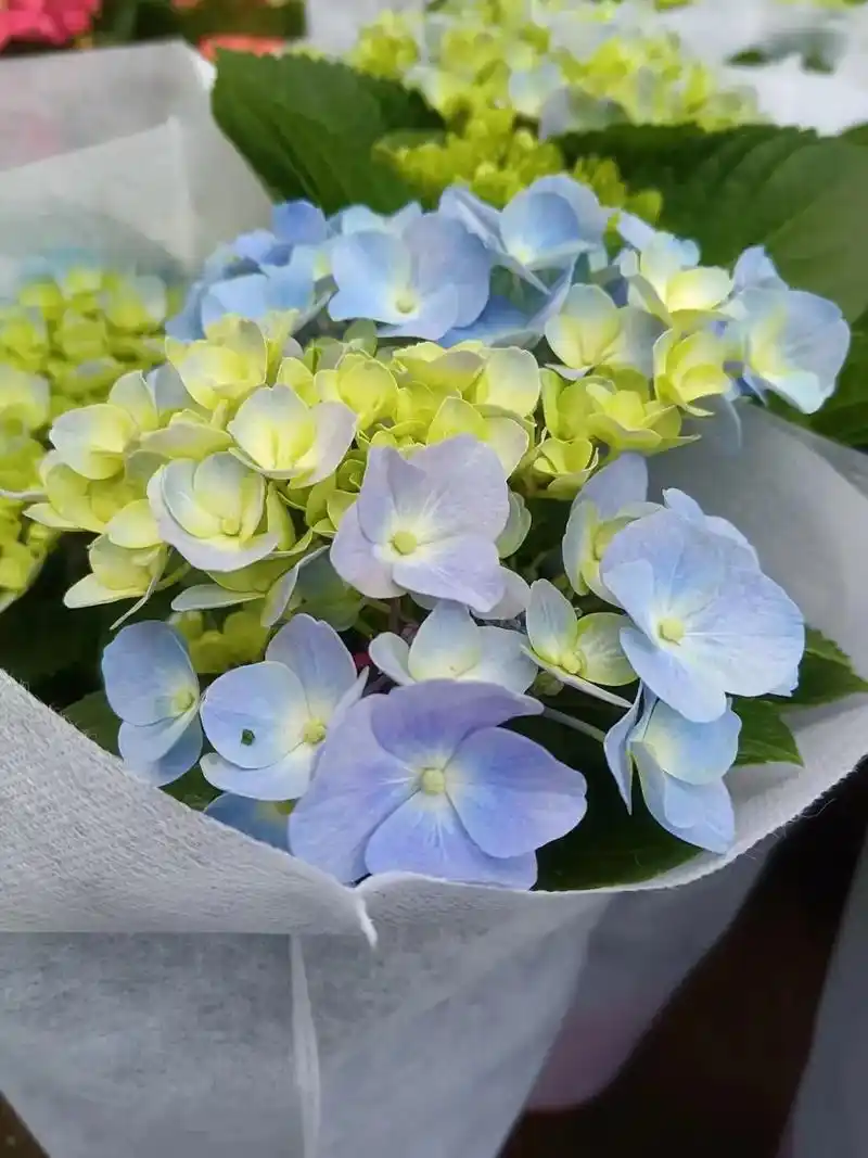 不同颜色的绣球花,有着不同的花语,蓝色的绣球花花 - 抖音