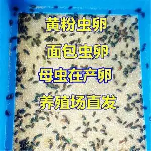 面包虫卵黄粉虫一代种虫卵黄粉虫活体面包虫鲜活包邮包技术山东发