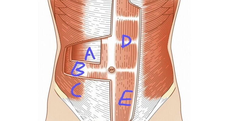 人鱼线和马甲线的区别
