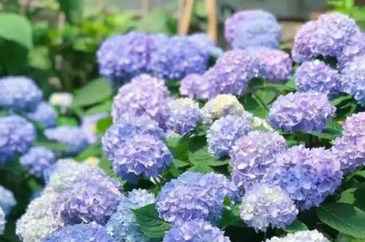 无尽夏绣球夏还绣球有着幸福美满的寓意好听,无尽夏绣球花色呈蓝色白