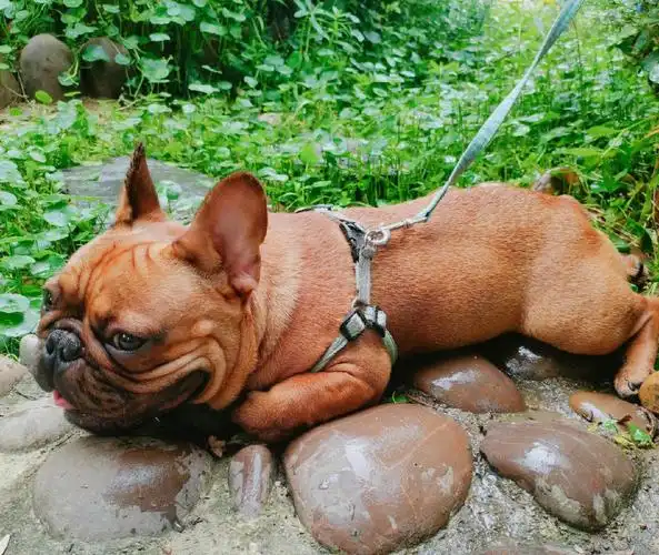 下雨的院子里草地上小河边