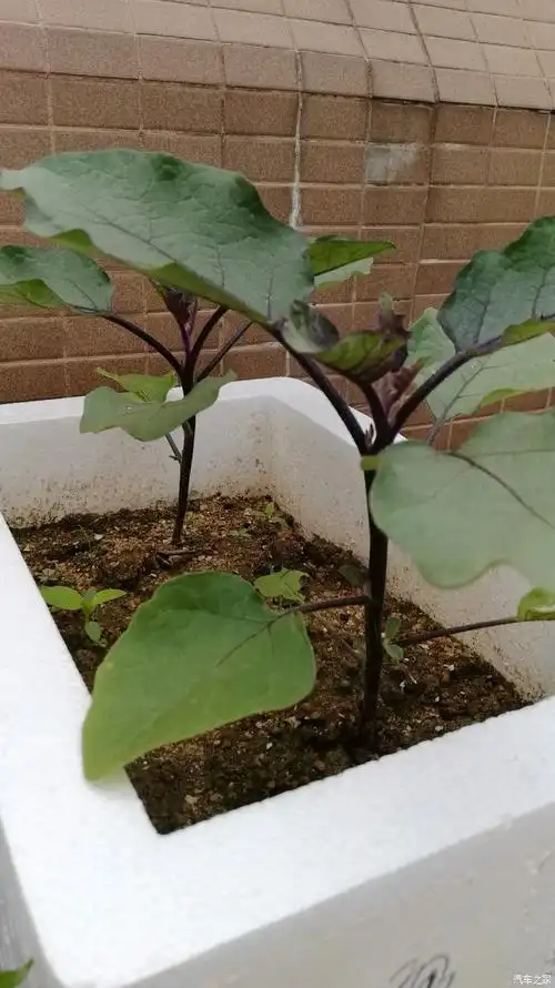 日常生活绿色食品种在楼顶的蔬菜茄子