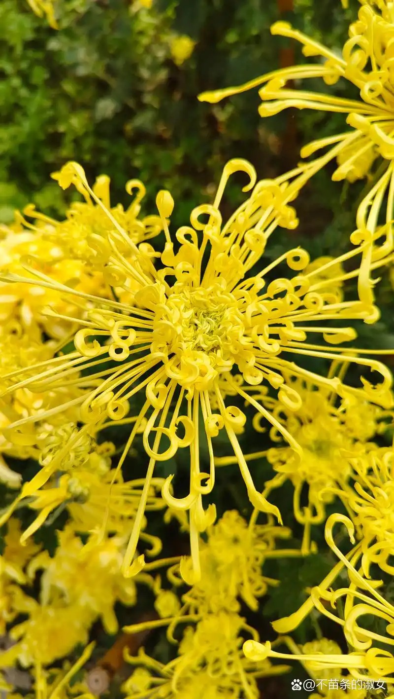 愿我们都能如这菊花般,不畏寒冷,始终保持那份鲜艳与生机.#和大自然的