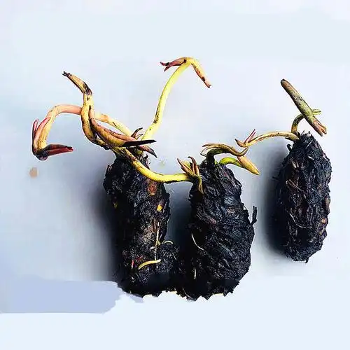 4个大睡莲根块池塘四季迷你睡莲水培盆栽水养花卉荷花睡莲苗f3 迷你