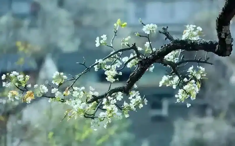 梨花的样子图片(梨花的主要功效和作用介绍)